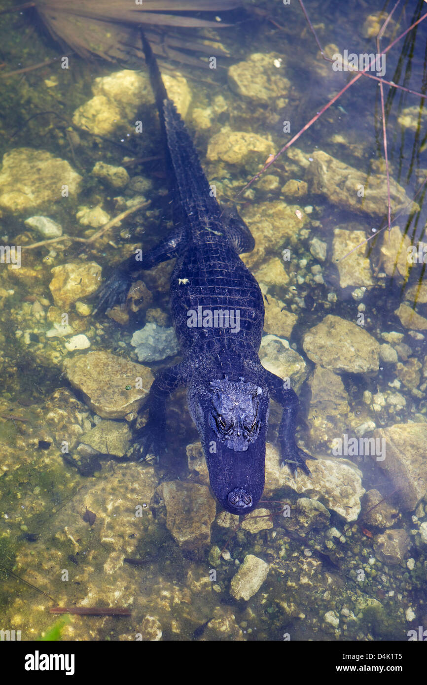 Pond animals hires stock photography and images Alamy