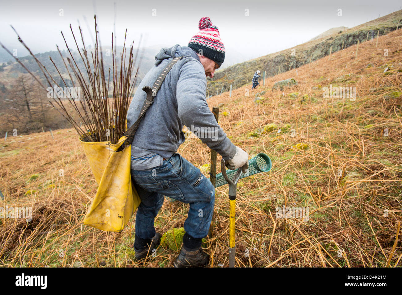 Planting native English trees around the fells above Thirlmere Reservoir in the Lake District, UK Stock Photo