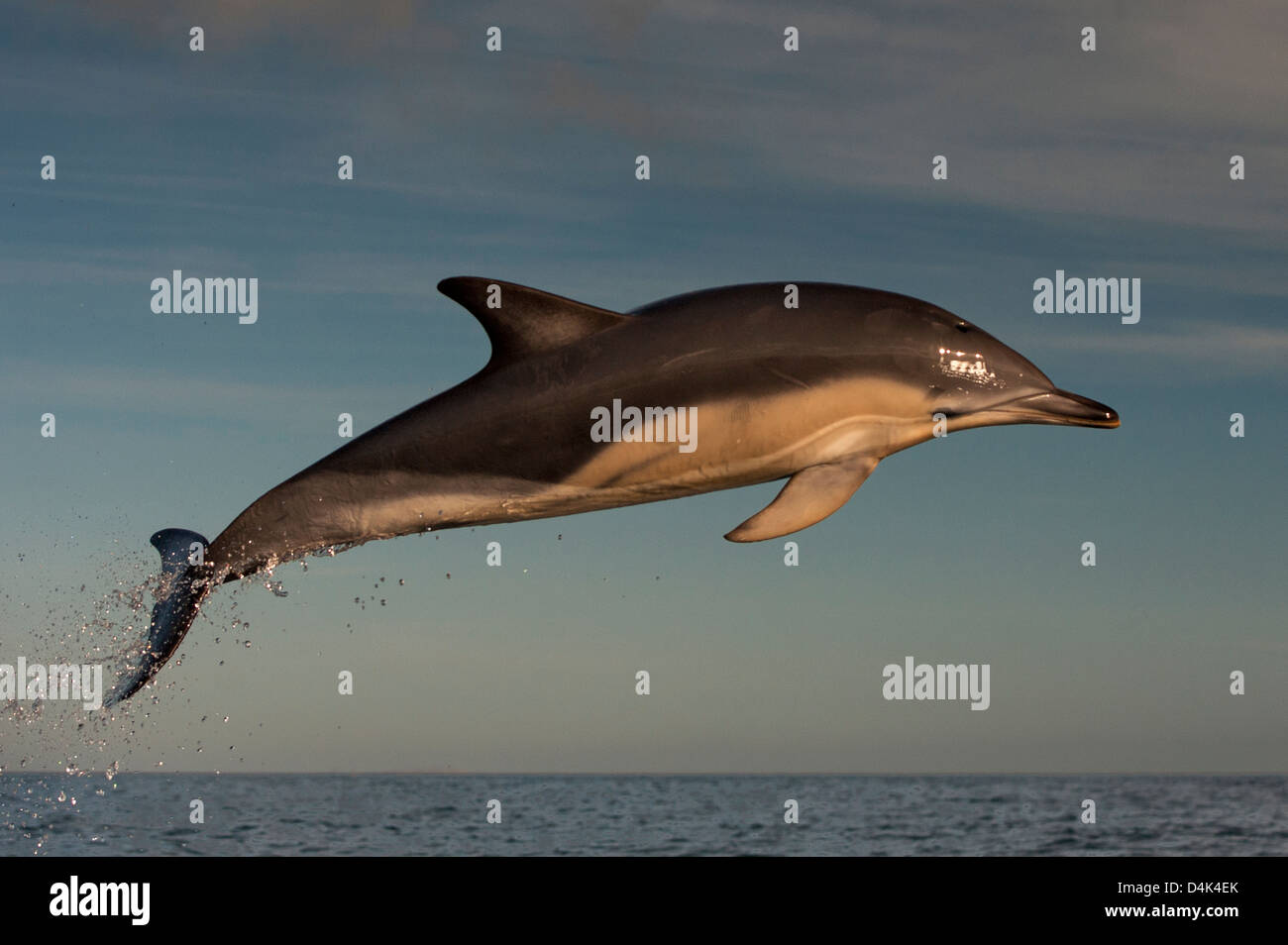 Dolphin jumping over water Stock Photo