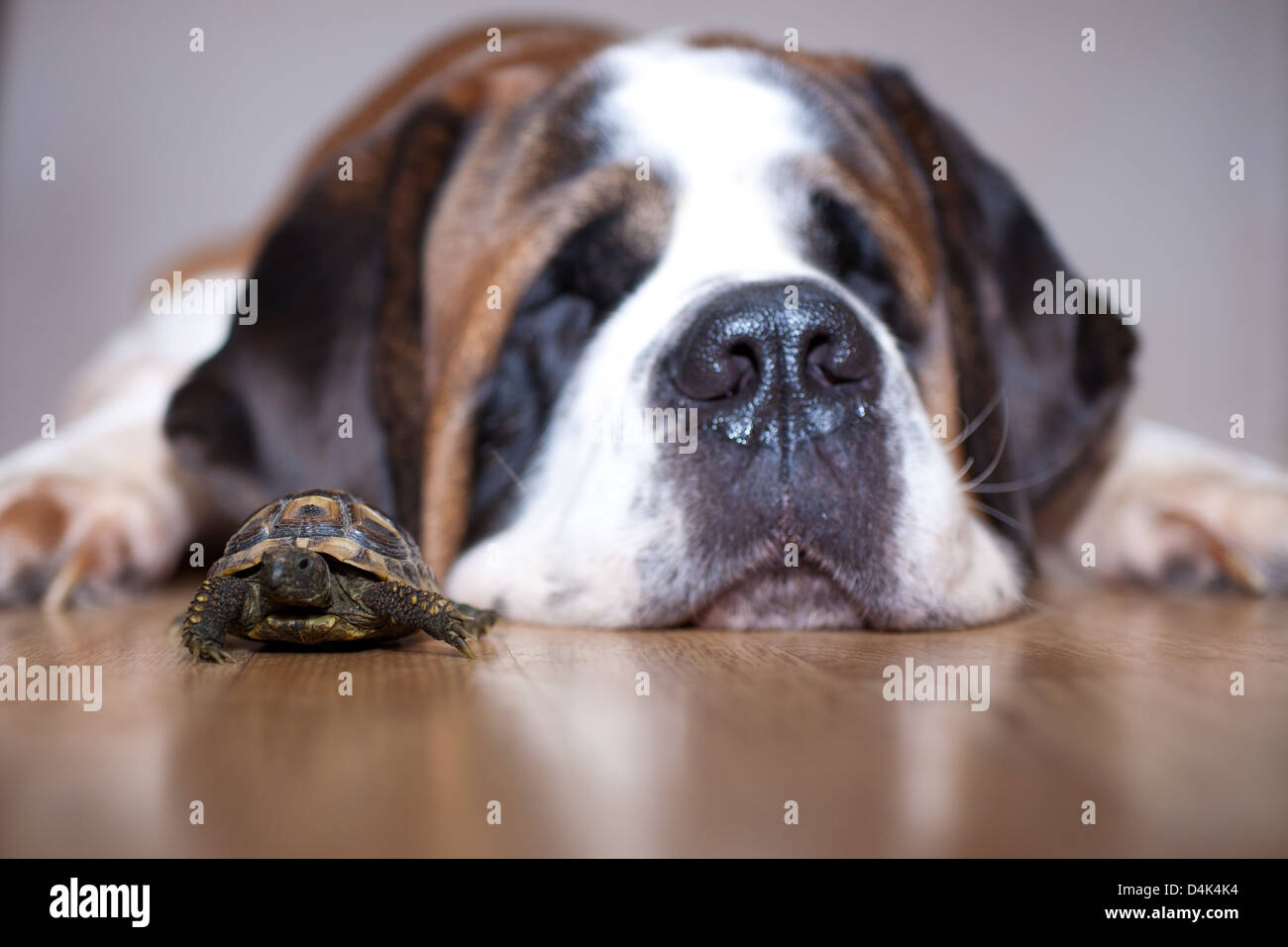 A saint bernard dog fat asleep next to a small tortoise. Stock Photo