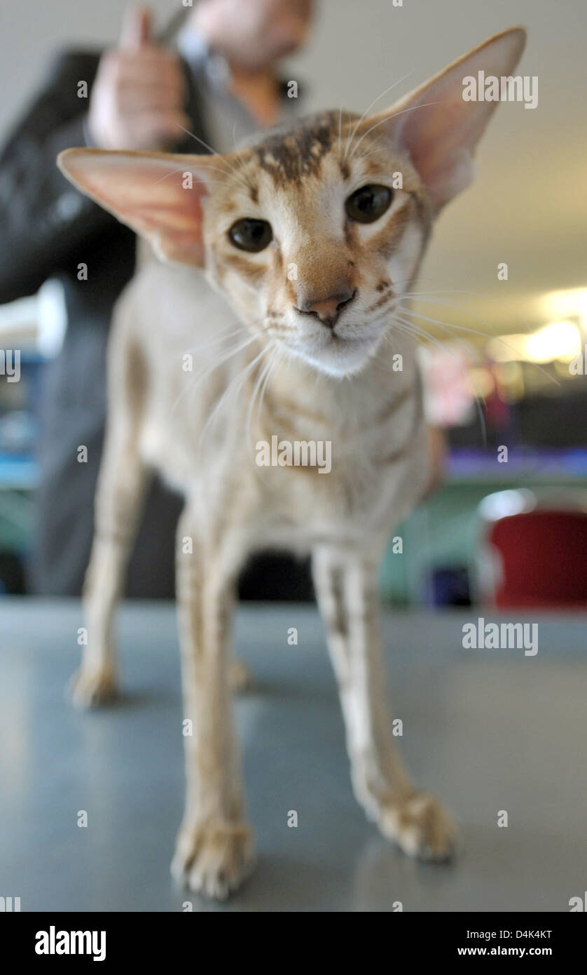 Oriental shorthair cat Kattilan Voltaire captured at the 36th