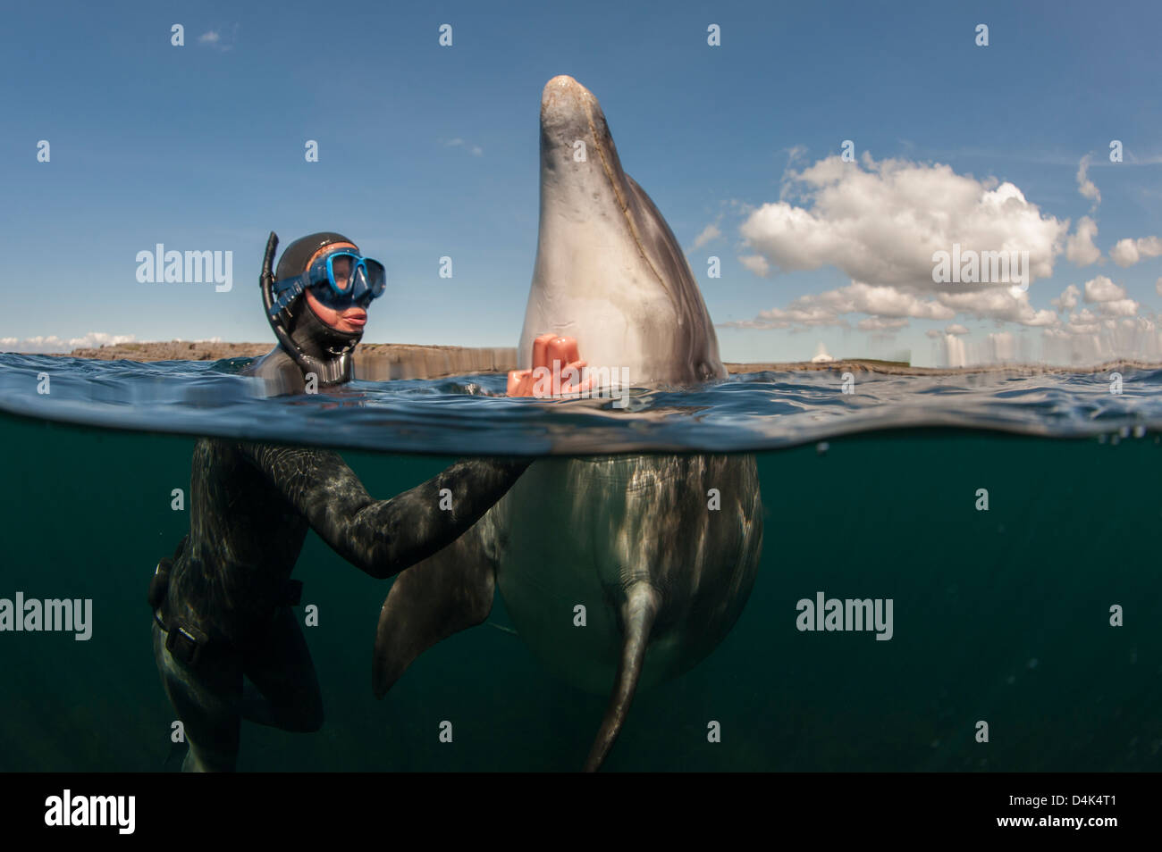 Diver scratching dolphin in water Stock Photo
