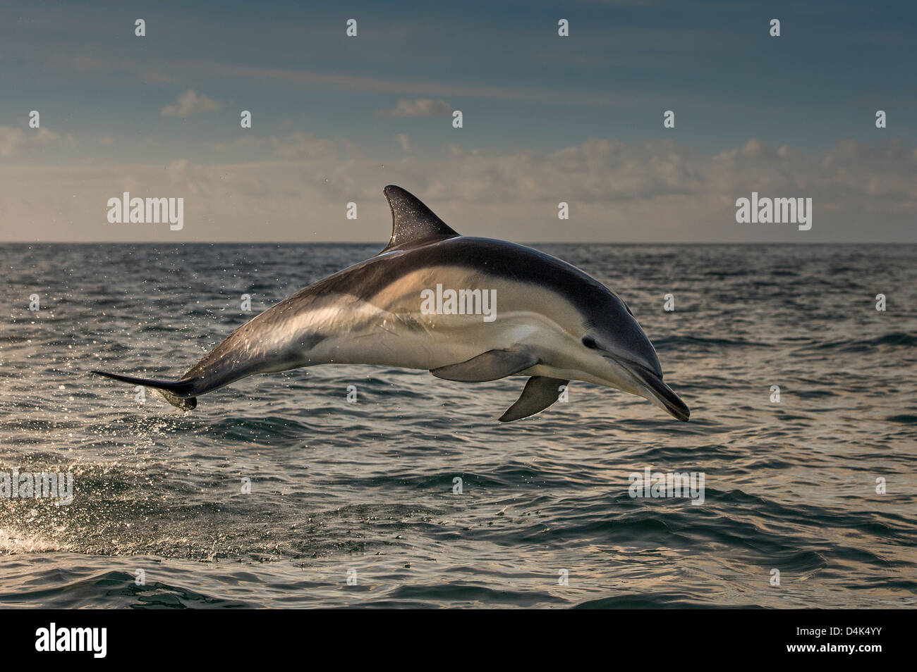 Dolphin jumping over water Stock Photo