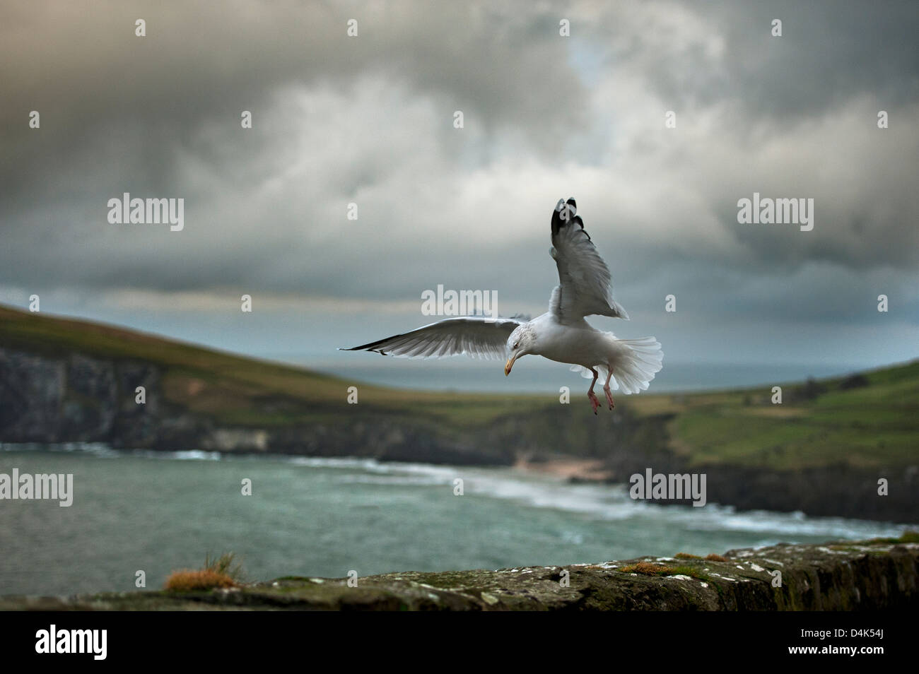 Seagull landing on rock wall Stock Photo