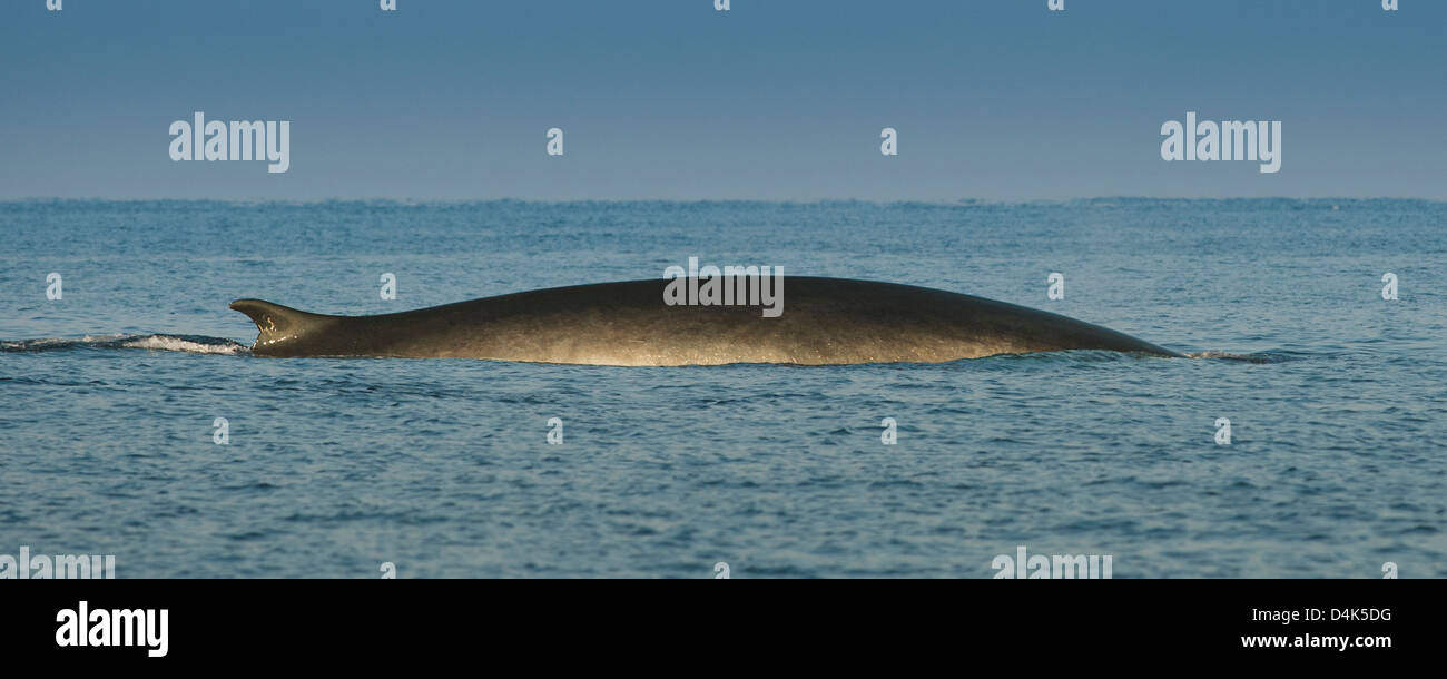 Fin whale emerging from water Stock Photo