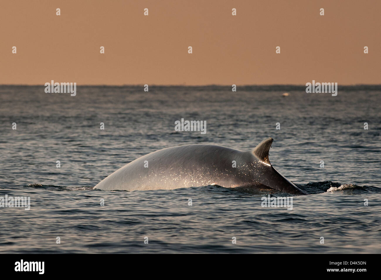 Fin whale emerging from water Stock Photo