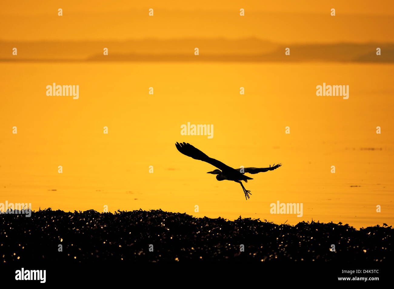 Silhouette of heron flying over water Stock Photo