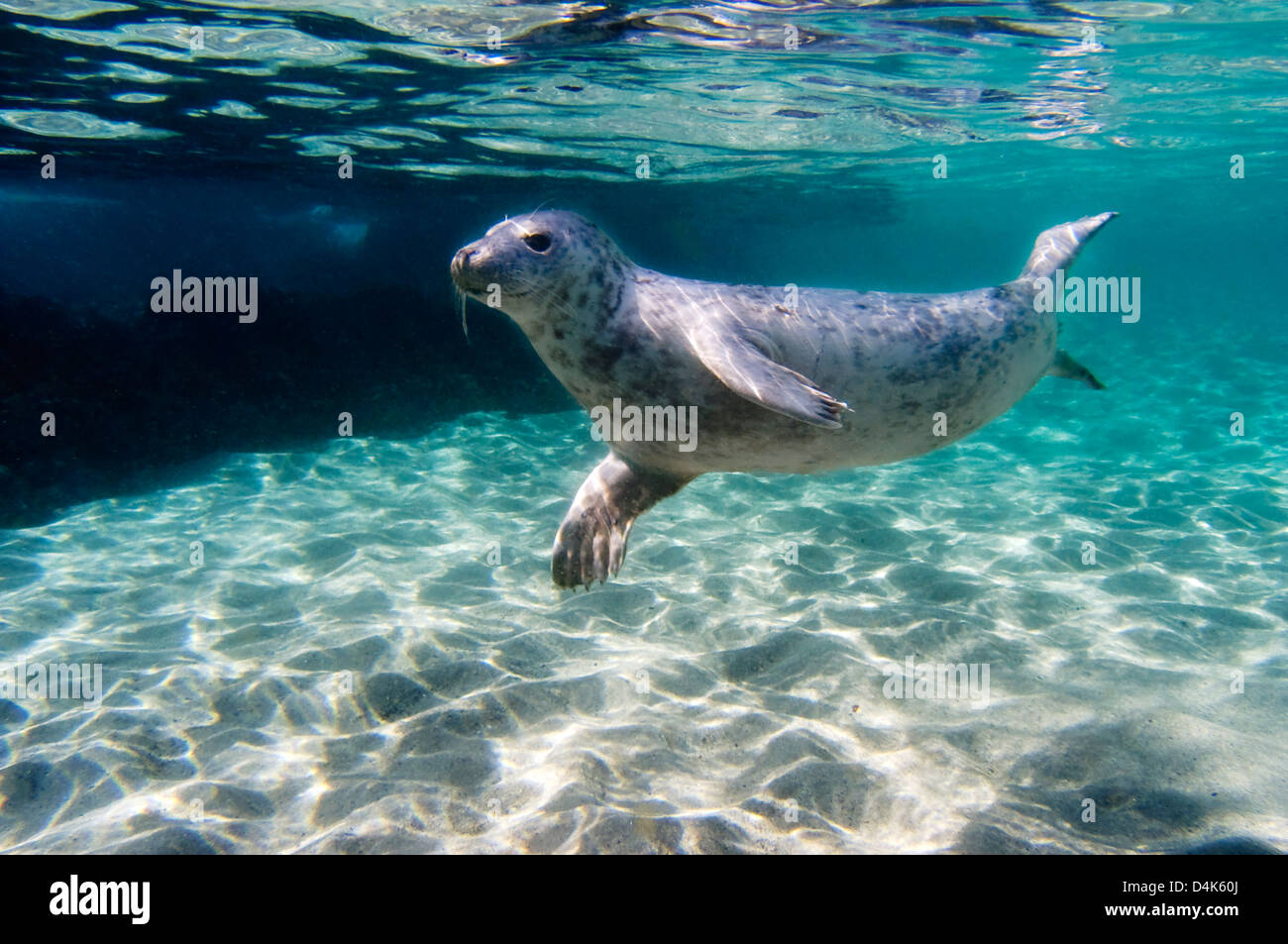 Seal swimming underwater Stock Photo