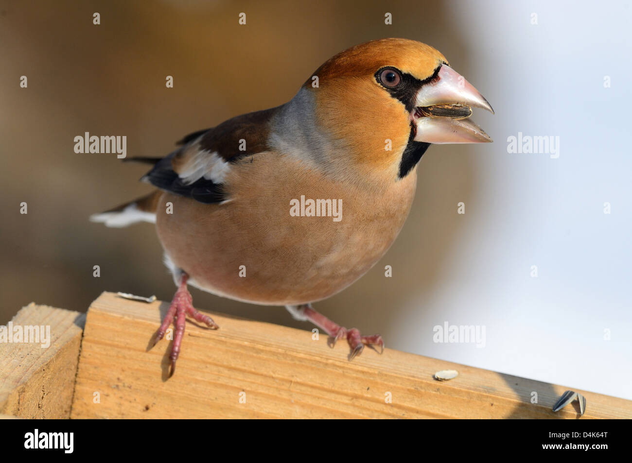 Kernbeißer (Coccothraustes coccothraustes) Hawfinch • Ostalbkreis; Baden-Württemberg; Deutschland Stock Photo