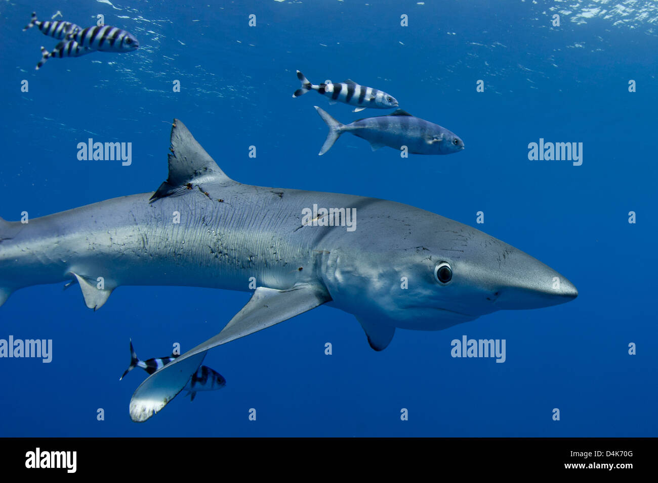 Shark swimming with fish underwater Stock Photo - Alamy