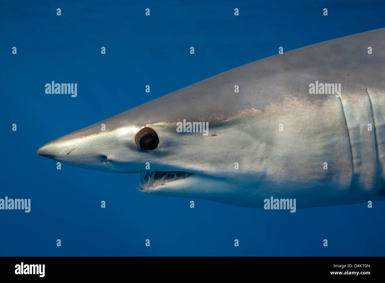 Shortfin mako shark hires stock photography and images Alamy