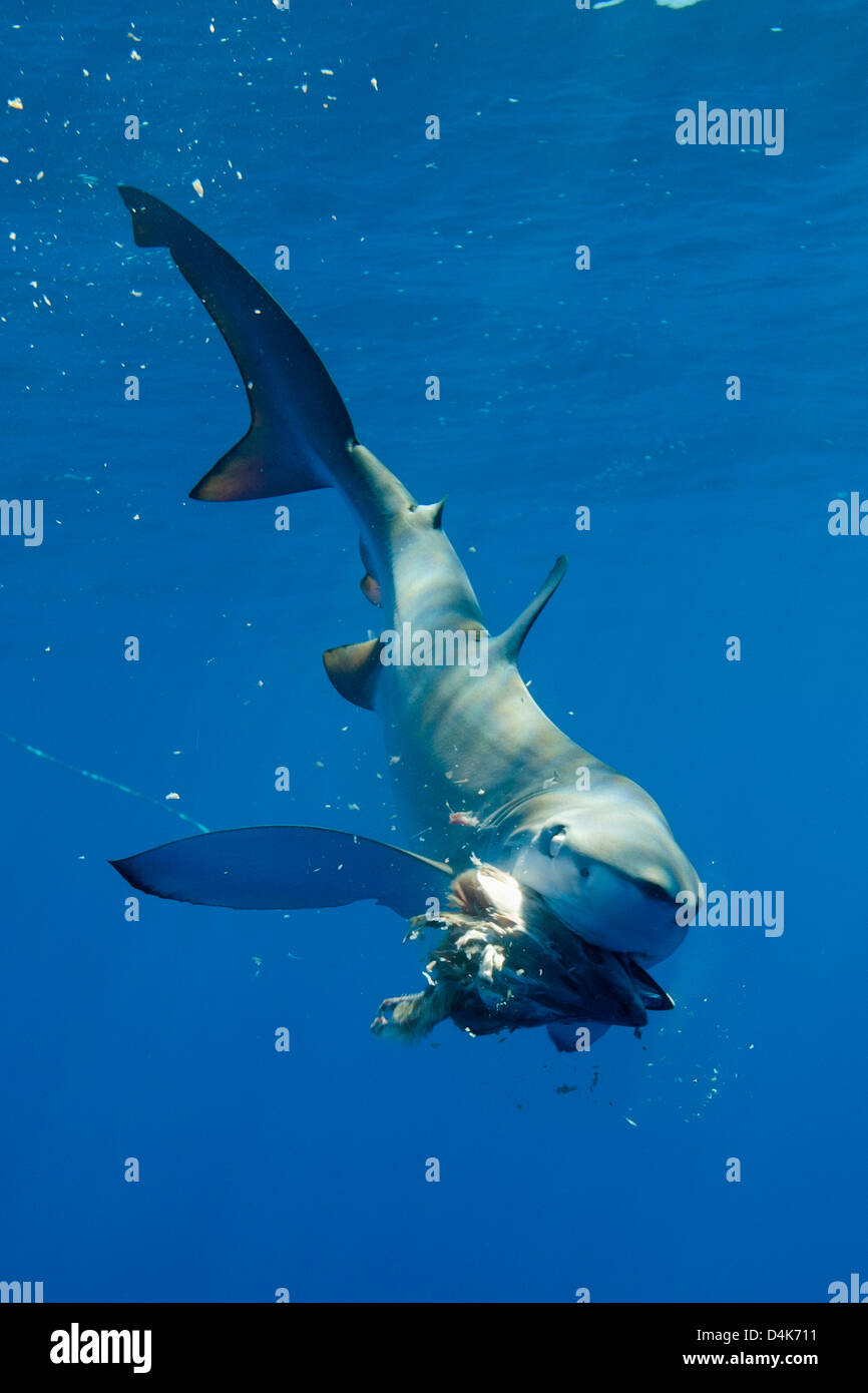 Blue shark eating underwater Stock Photo
