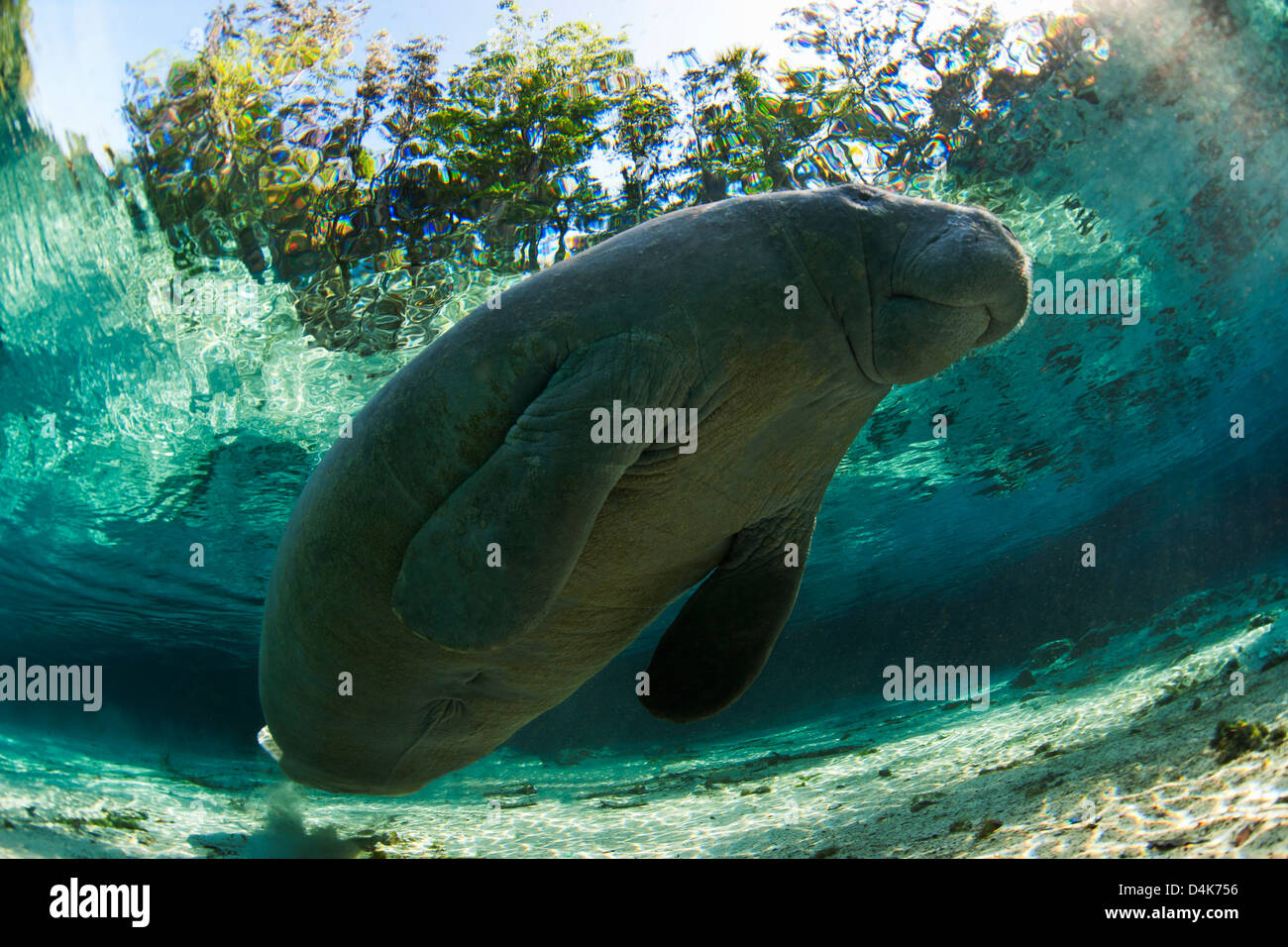 Manatee swimming in tropical water Stock Photo