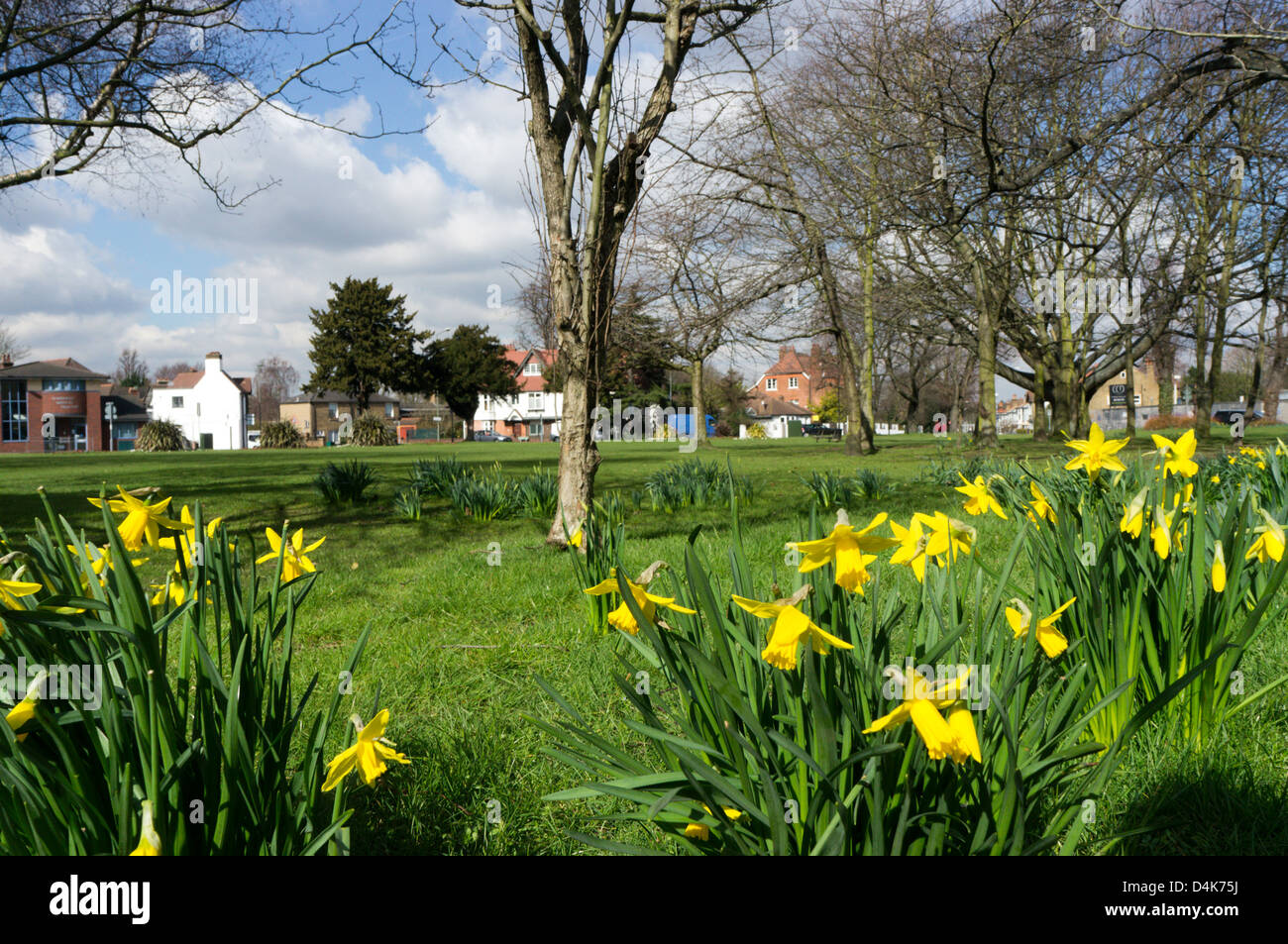 Daffodils planted on the Plaistow Lane Roundabout in Sundridge Park, south London. Stock Photo