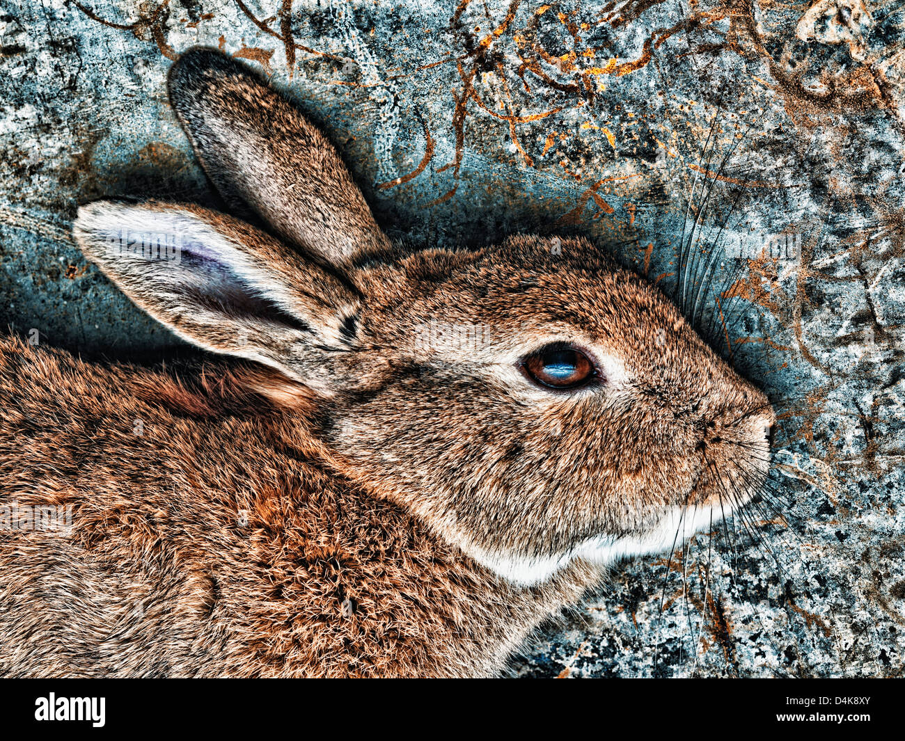 Close up of rabbit’s face Stock Photo