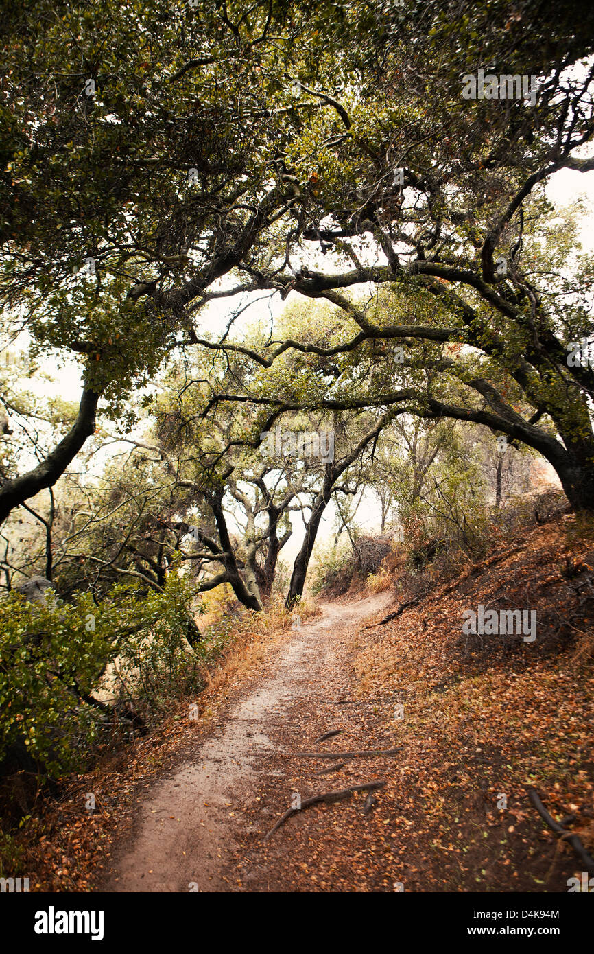 Dirt path in forest Stock Photo
