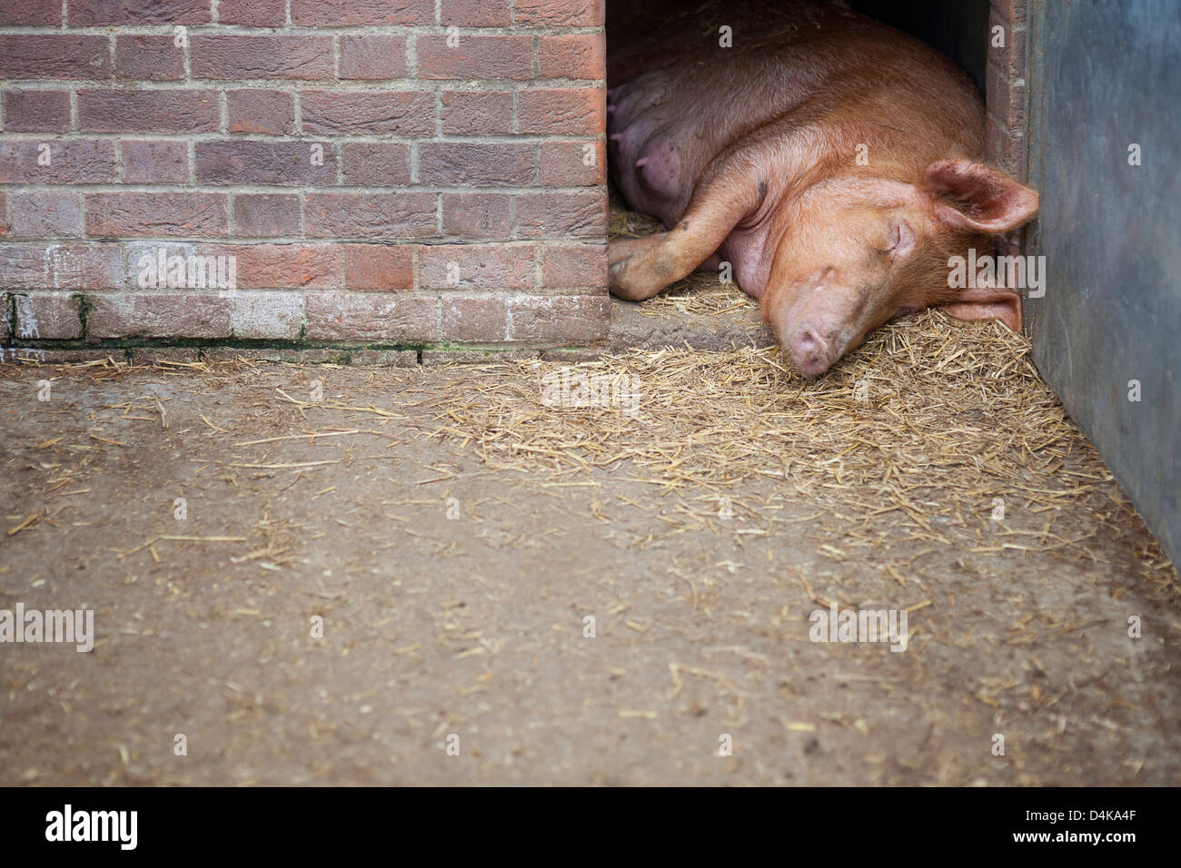 Pig sleeping Stock Photo