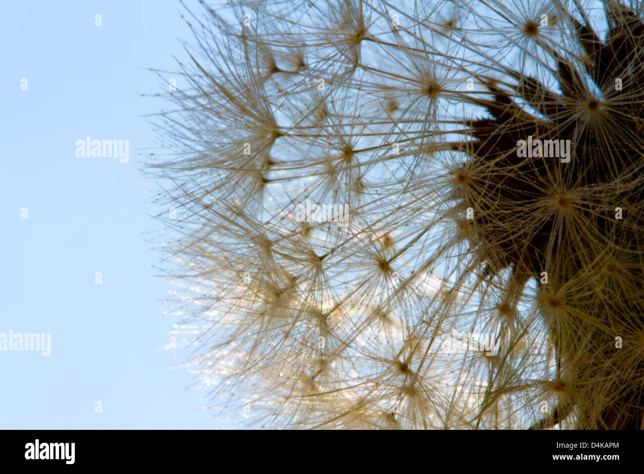 Dandelion seeds - Taraxacum erythrospermum, macro photographed close up facing up with a blue sky background Stock Photo
