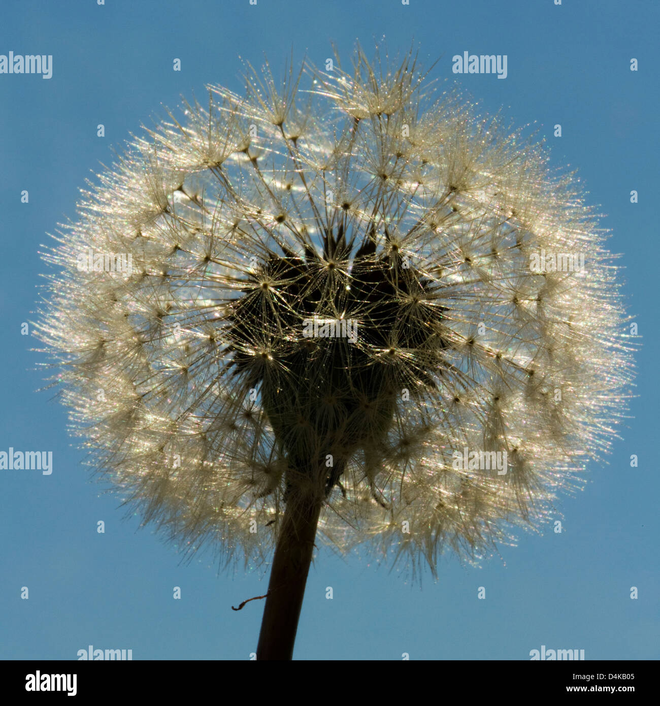 Dandelion seeds - Taraxacum erythrospermum, photographed facing up with a blue sky background Stock Photo