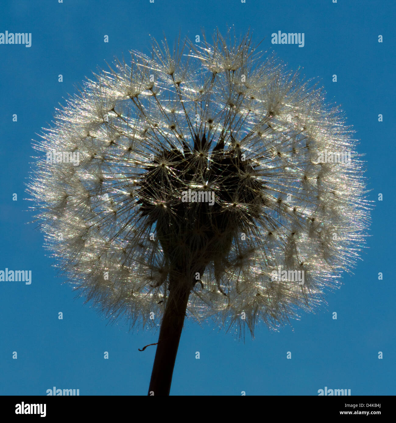 Dandelion seeds - Taraxacum erythrospermum, photographed facing up with a blue sky background Stock Photo