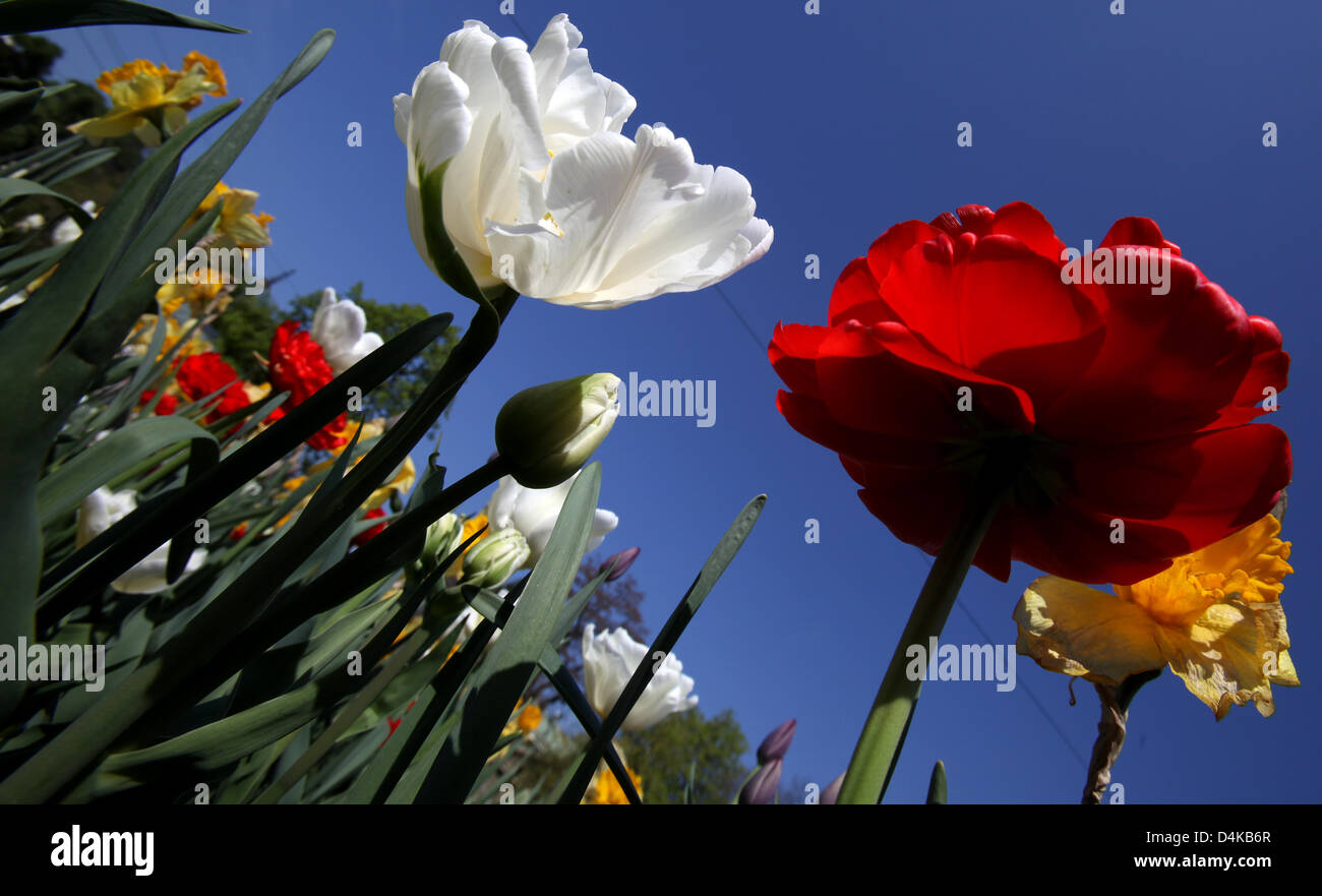 Mostly tulips bloom on Karolinen square in Munich, Germany, 21 April 2009. The rest of the week brings unstable conditions yet the weekend should be very sunny. Photo: LUKAS BARTH Stock Photo