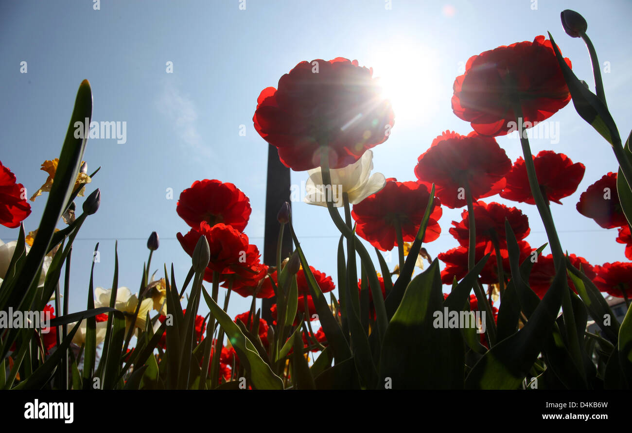 Mostly tulips bloom on Karolinen square in Munich, Germany, 21 April 2009. The rest of the week brings unstable conditions yet the weekend should be very sunny. Photo: LUKAS BARTH Stock Photo