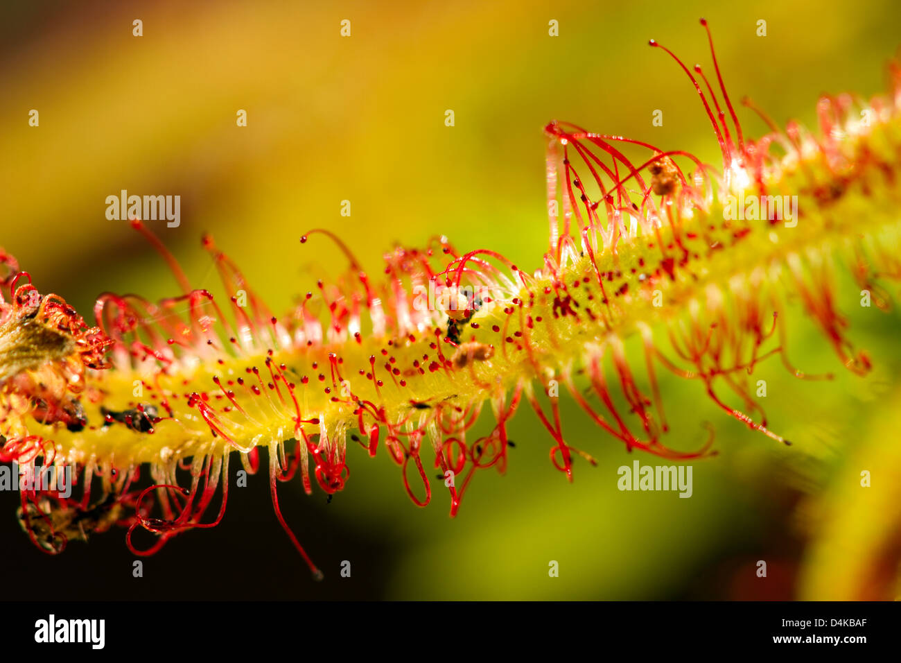 Drosera capensis Cape sundew close up Stock Photo Alamy