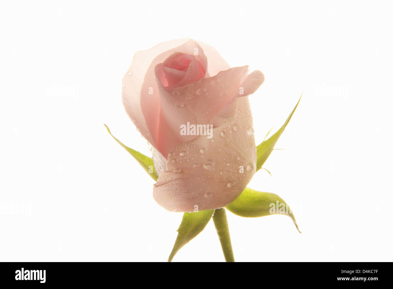 Water droplets on rose petals Stock Photo