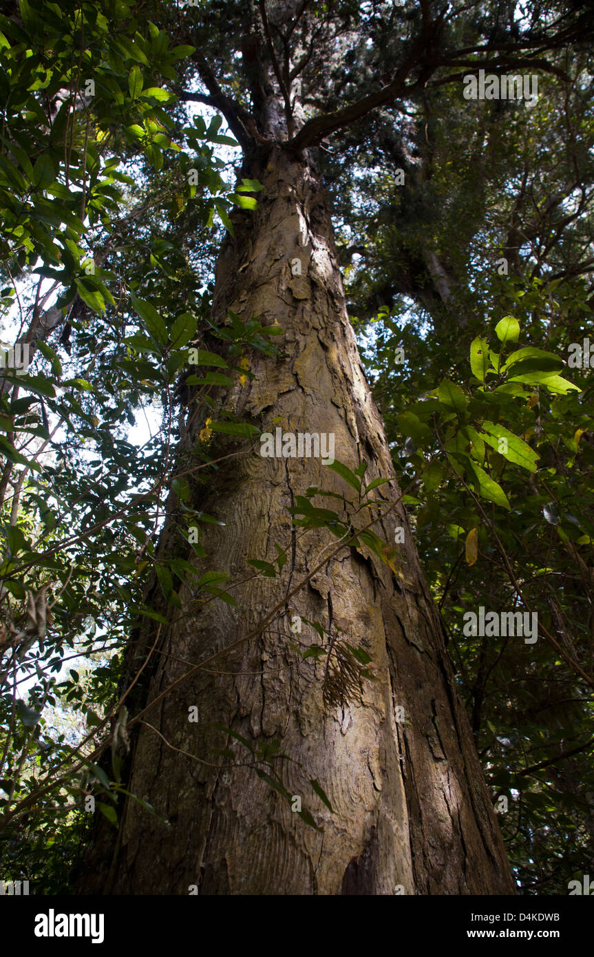 Rimu trees are growing tall in Maungawhero Forest near Ohakune in New Zealand.  Rimu-Bäume wachsen im Maungawhero-Wald. Stock Photo