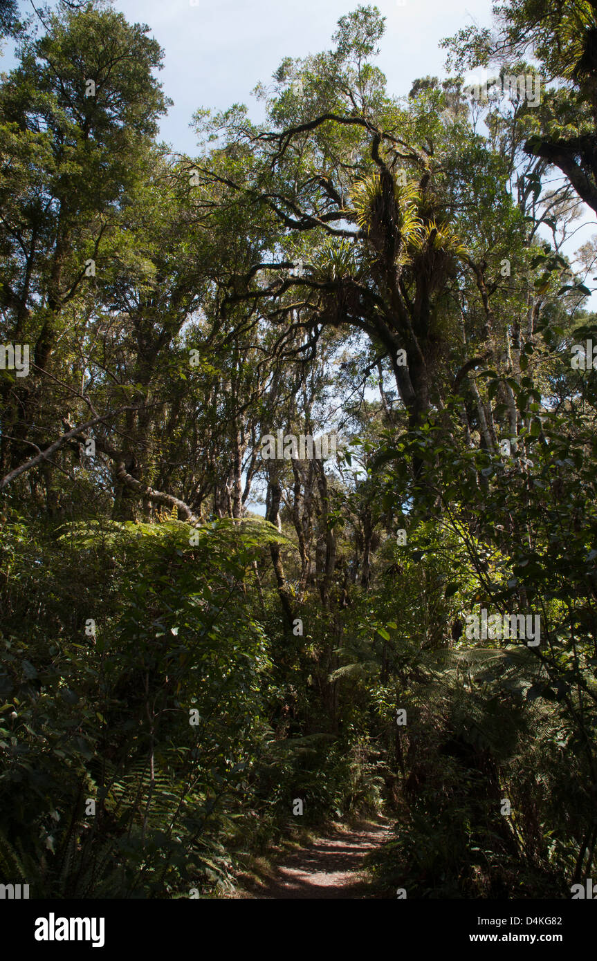 Rimu trees are growing tall in Maungawhero Forest near Ohakune in New Zealand.  Rimu-Bäume wachsen im Maungawhero-Wald in NZ. Stock Photo