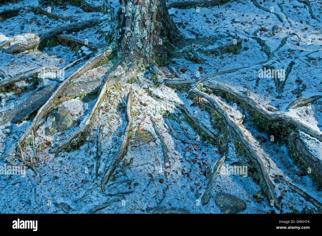 Shoreline roots hi-res stock photography and images - Alamy