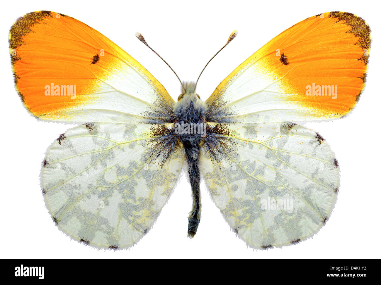 Macro of male orange tip butterfly (Anthocharis cardamines) isolated on white background Stock Photo