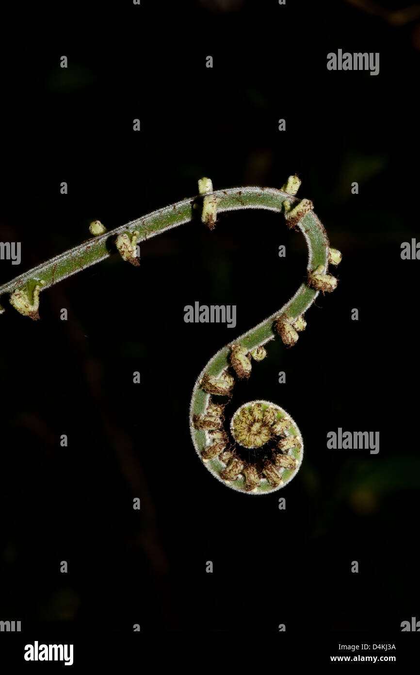 Unfolding Fern in La Amistad national park, Chiriqui province, Republic of Panama. Stock Photo