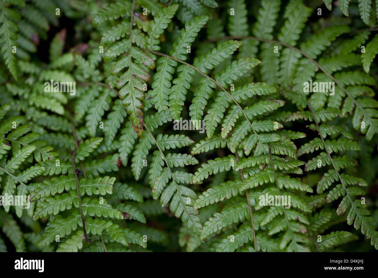 Beautiful ferns at the cloudforest floor in La Amistad national park, Panama province, Republic of Panama. Stock Photo