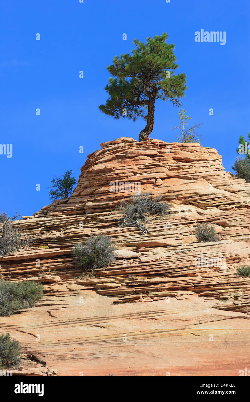 Pinyon pine (Pinus edulis) on sandstone at Zion National Park Stock