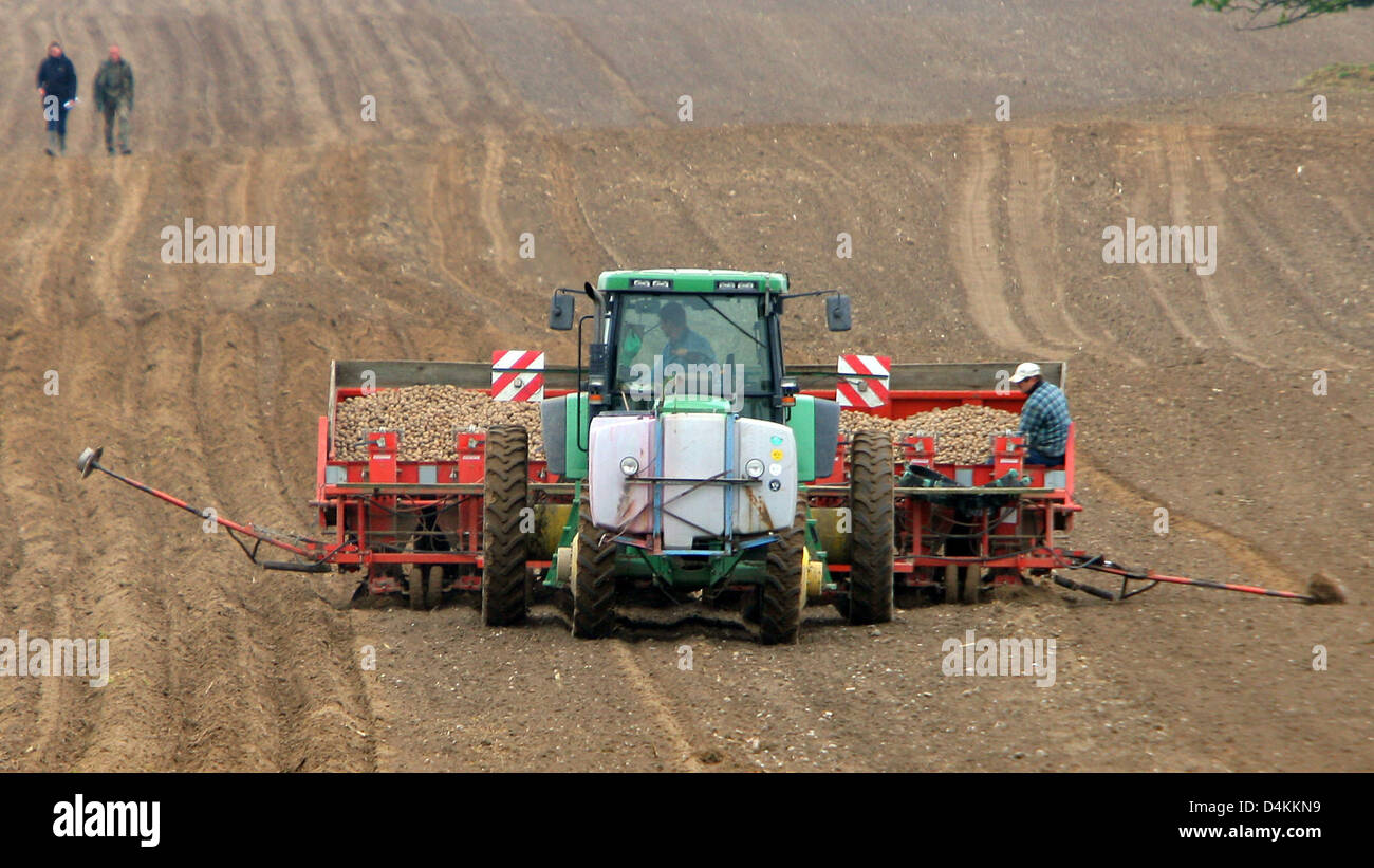 Disputed modified potato cultivar ?Amflora? is planted