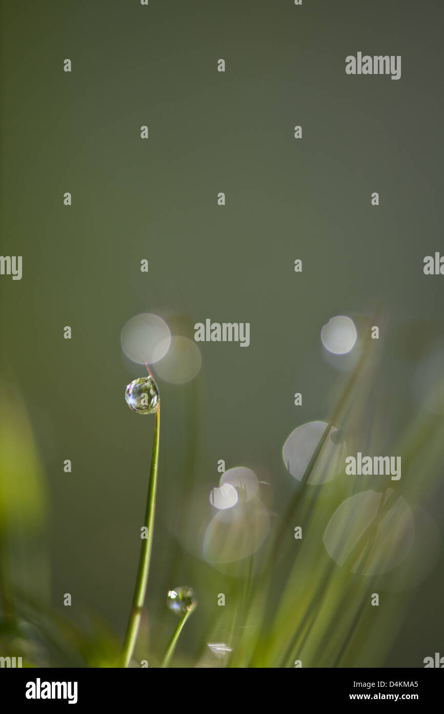 Dew and water droplets on grass in La Amistad national park, Chiriqui province, Republic of Panama. Stock Photo