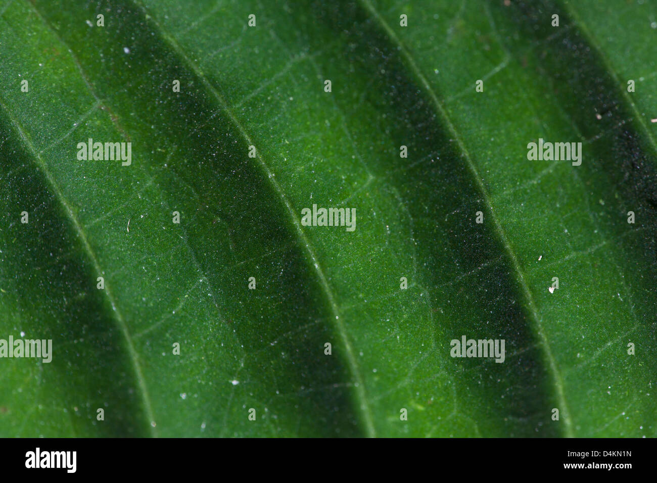 Leaf structures in La Amistad national park, Panama province, Republic of Panama. Stock Photo