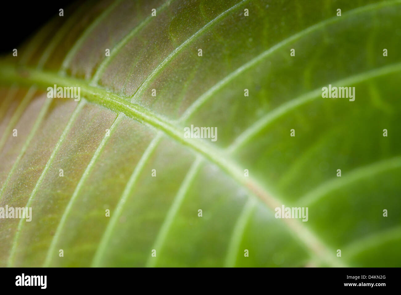 Leaf structures in La Amistad national park, Panama province, Republic of Panama. Stock Photo