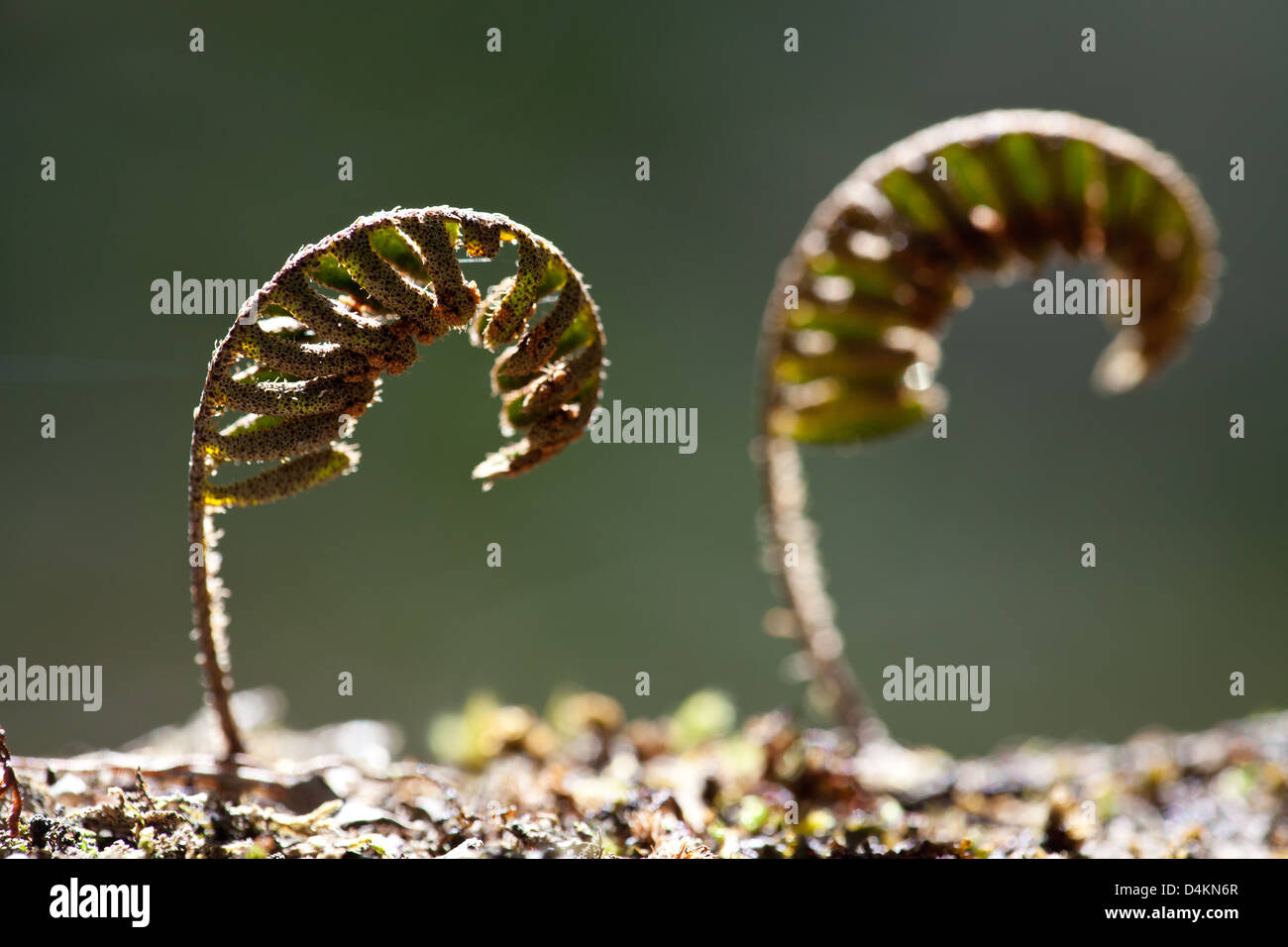 Beautiful ferns in La Amistad national park, Chiriqui province, Republic of Panama. Stock Photo