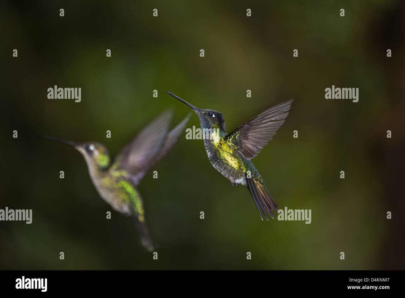 Two hummingbirds in the cloudforest near Los Quetzales lodge, La Amistad national park, Chiriqui province, Republic of Panama, Central America. Stock Photo