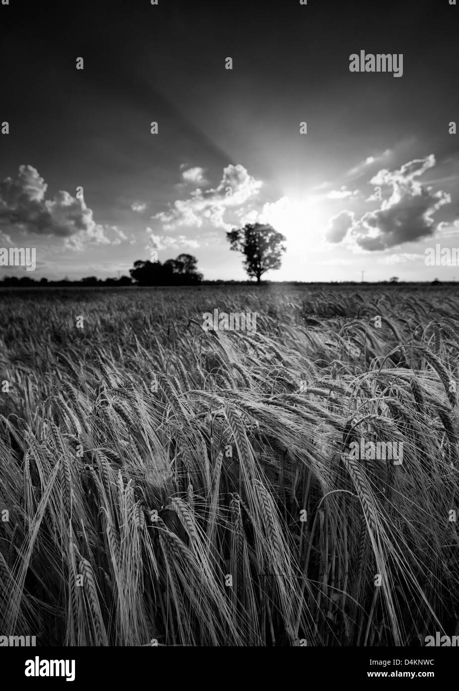 Ripe barley in a Norfolk field Stock Photo