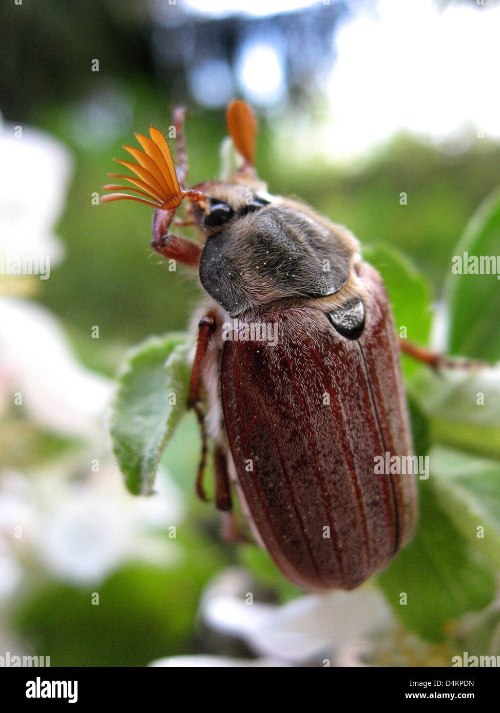 A cockchafer sits on an apple tree in Berlin, Germany, 28 April 2009. While promenaders enjoy the presence of the insect, forest warneders are sceptical about the chafer. Photo: Wolfgang Kumm Stock Photo