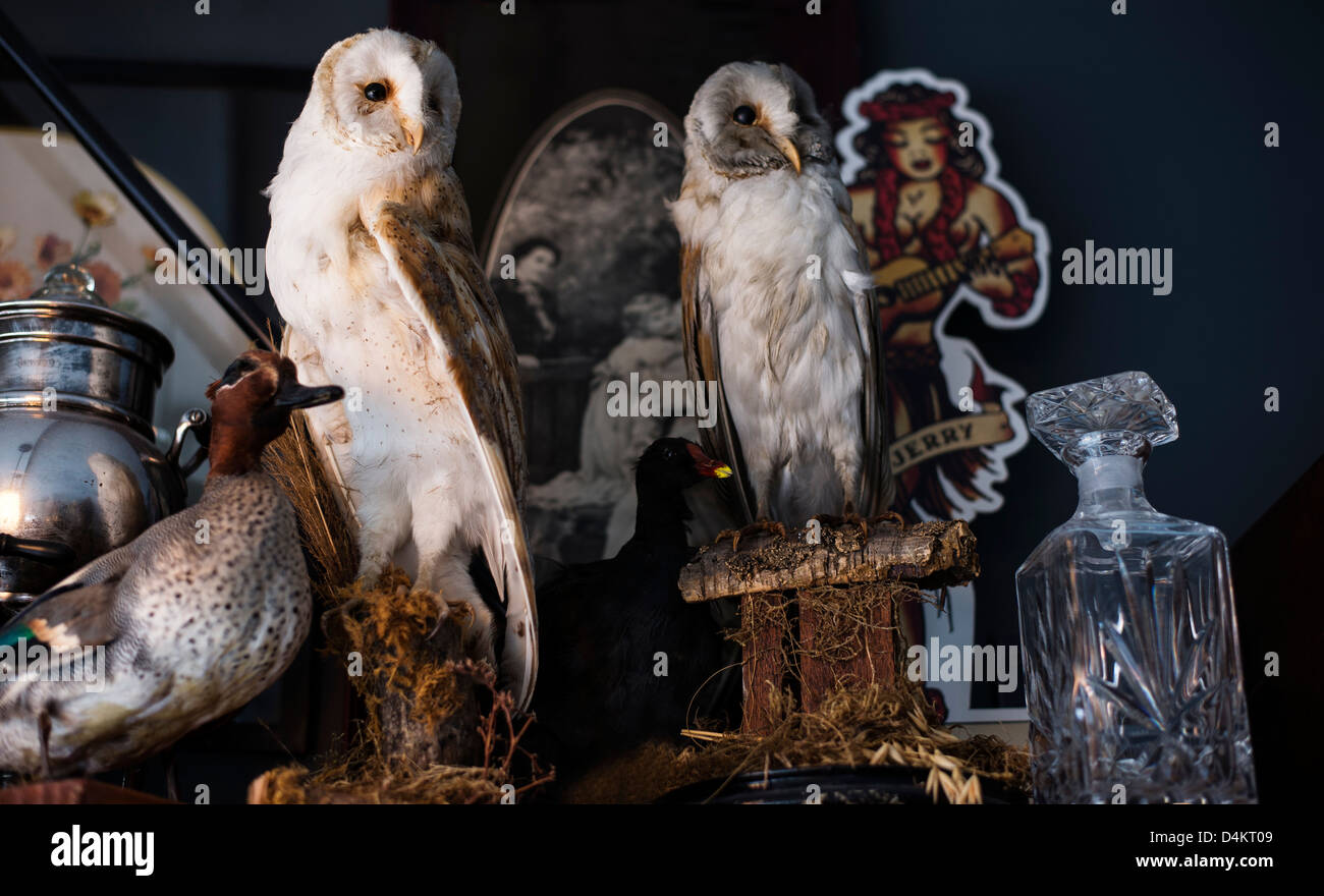 Still Life Scene of Owls Stock Photo