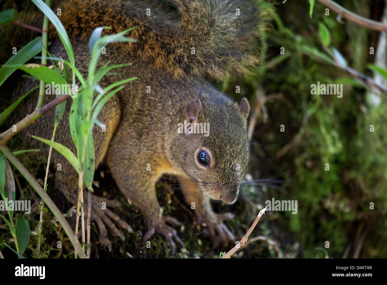 Montane Squirrel, Syntheosciurus brochus, near Los Quetzales lodge, La Amistad national park, Chiriqui province, Republic of Panama. Stock Photo