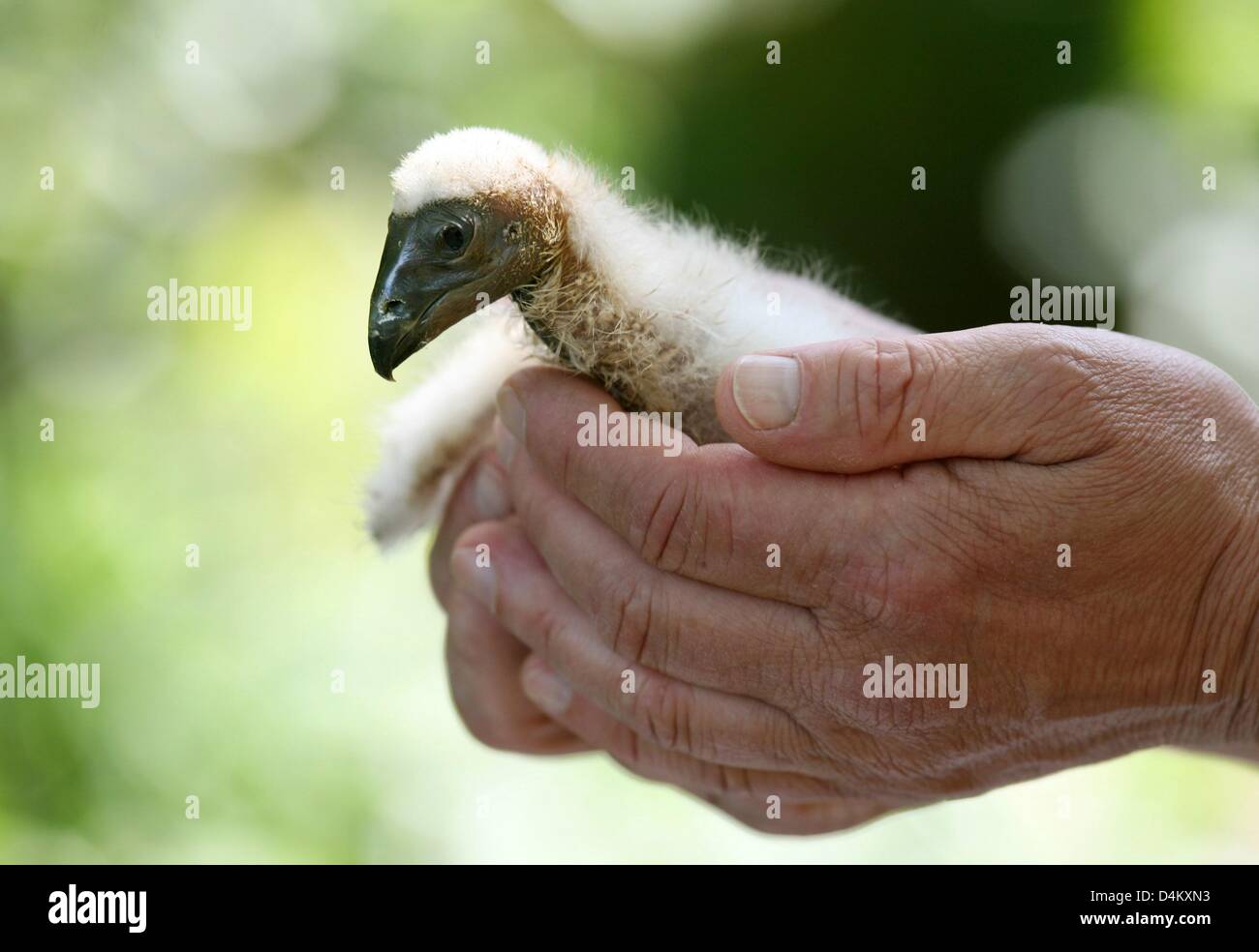 A young turkey buzzard sits in the hands of the zoo director of the Westkuestenpark (lit. West Coast Park) in St. Peter-Ording, Germany, 26 May 2009. The chick is one week old and will be raised by humans. Turkey buzzards eat all kinds of waste, such as dead animals or rotten food. The name of the turkey buzzard derives from the resemblance of grown animals to turkeys. Photo: CARST Stock Photo