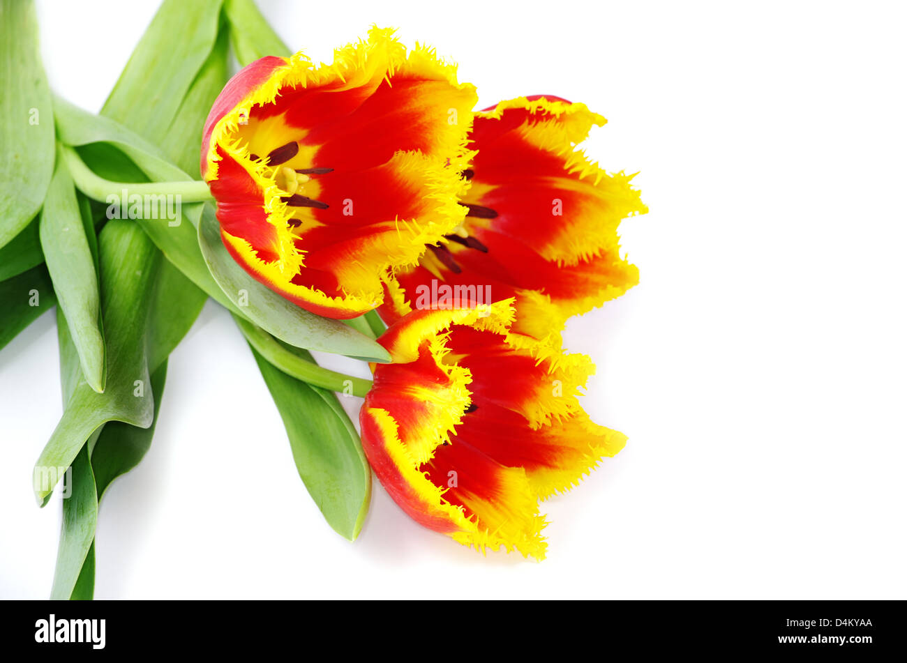 yellow tulip isolated on white Stock Photo - Alamy