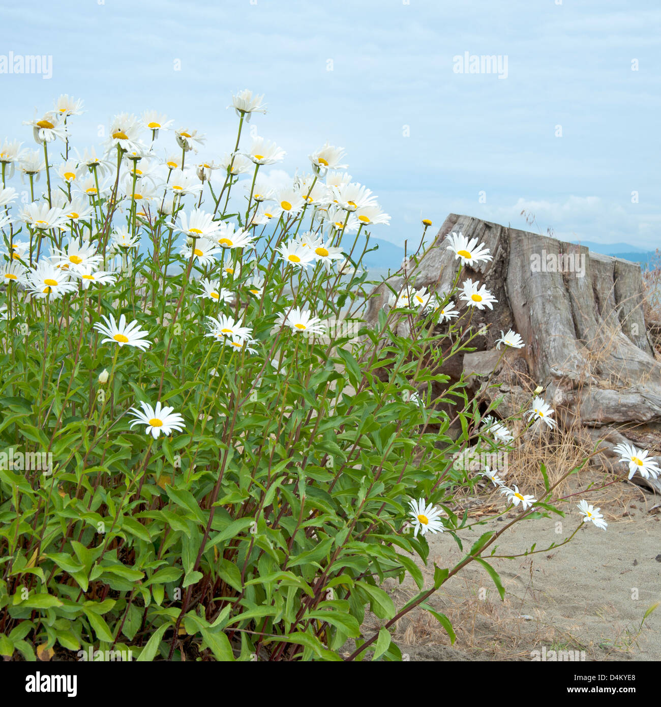 Flowers growing on the beach in summer Stock Photo Alamy