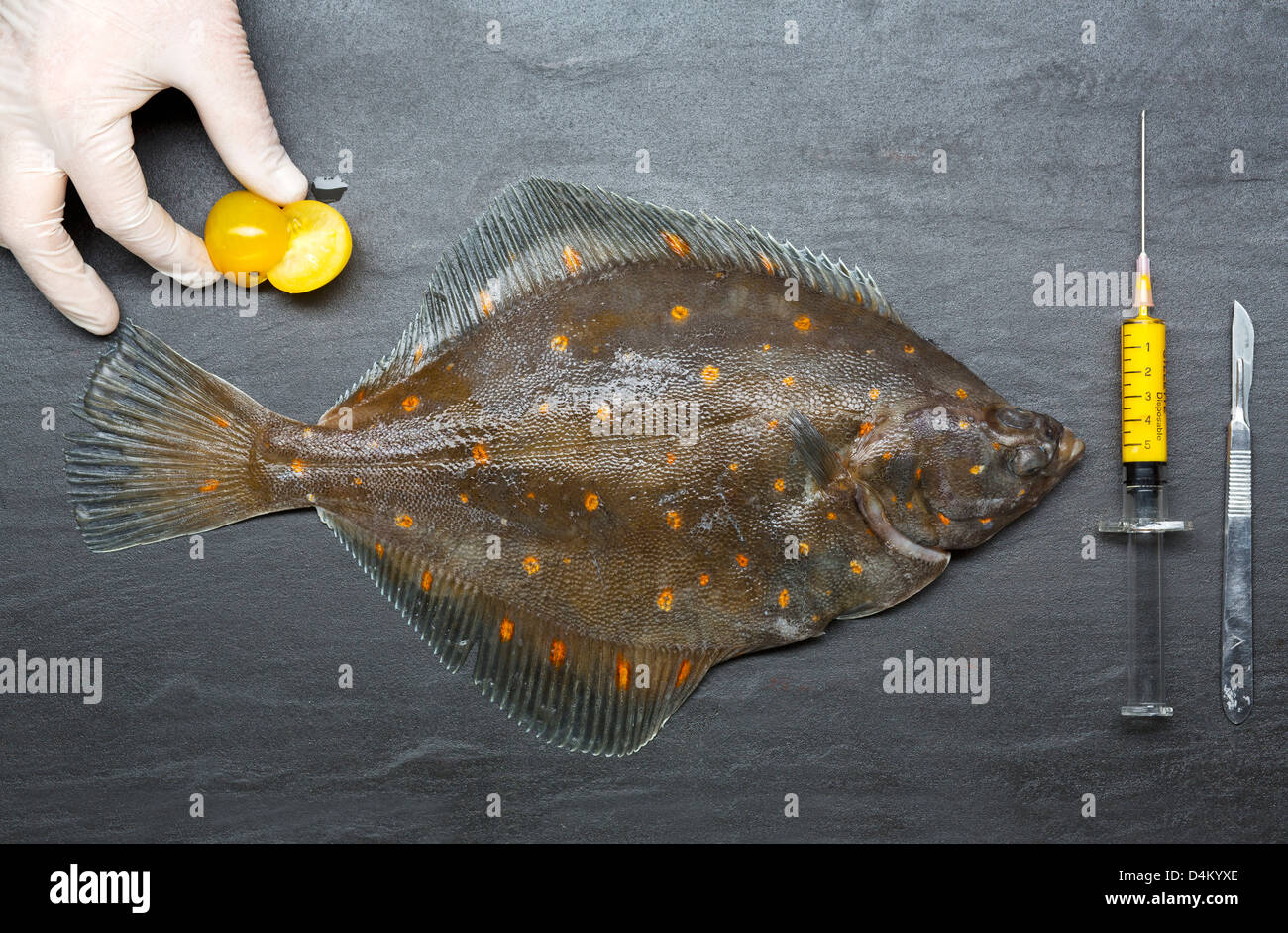 Gloved hand with fresh fish and syringe Stock Photo