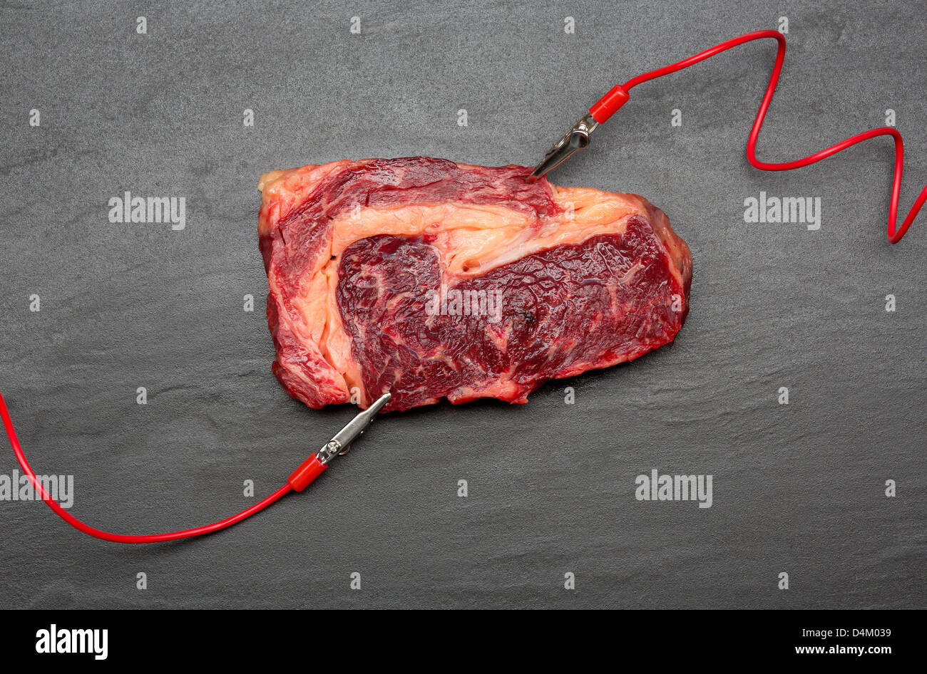 Meat connected to electrodes Stock Photo